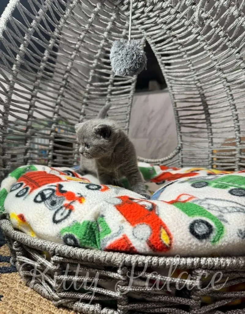 Cute gray kitten sitting in a woven basket, resting on a colorful patterned blanket
