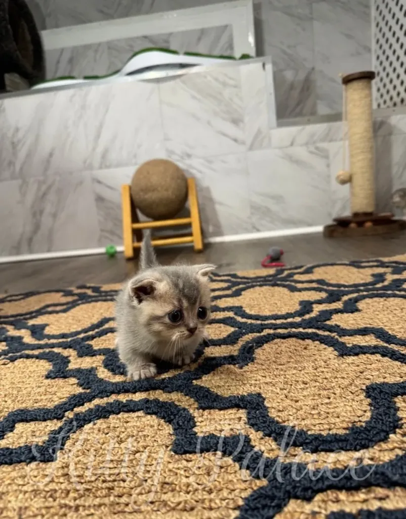 Cute munchkin blue golden kitten walking on a decorative carpet in a cozy indoor space filled with toys