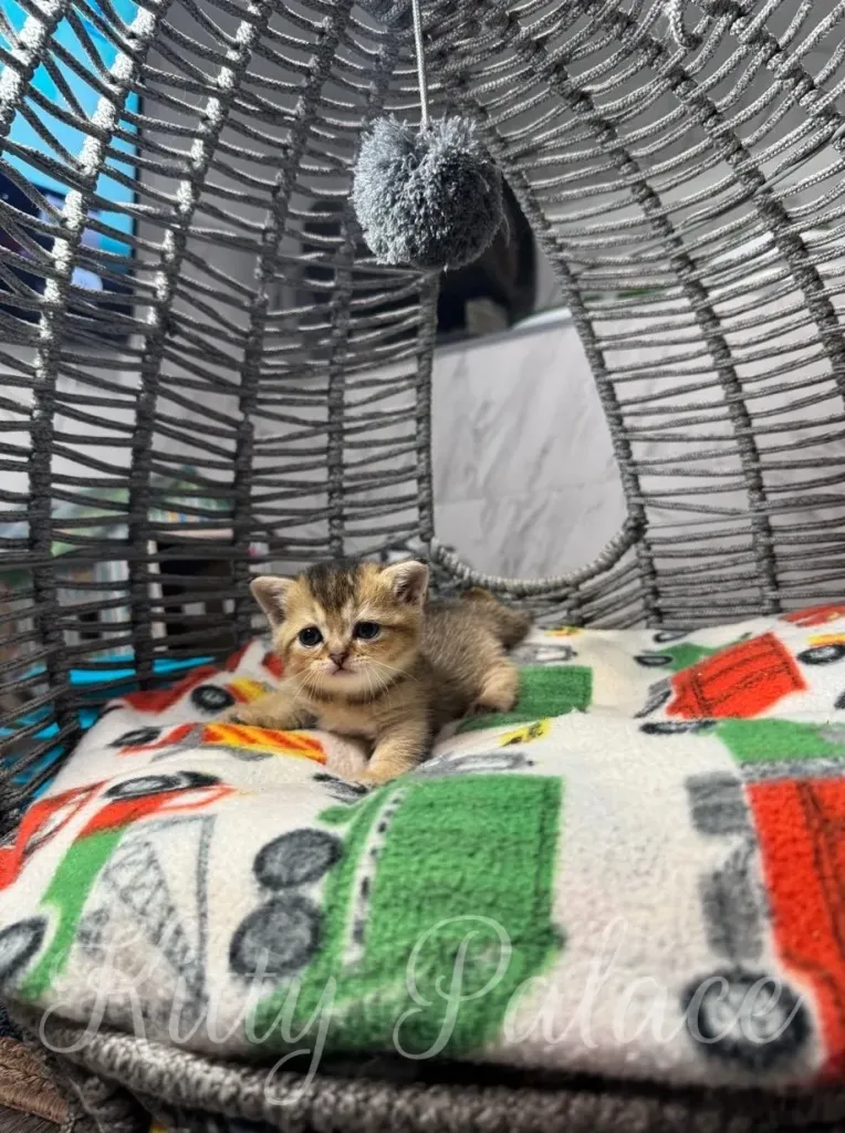 Cute munchkin black golden kitten lying comfortably on a cheerful patterned blanket inside a charming wicker basket with a toy
