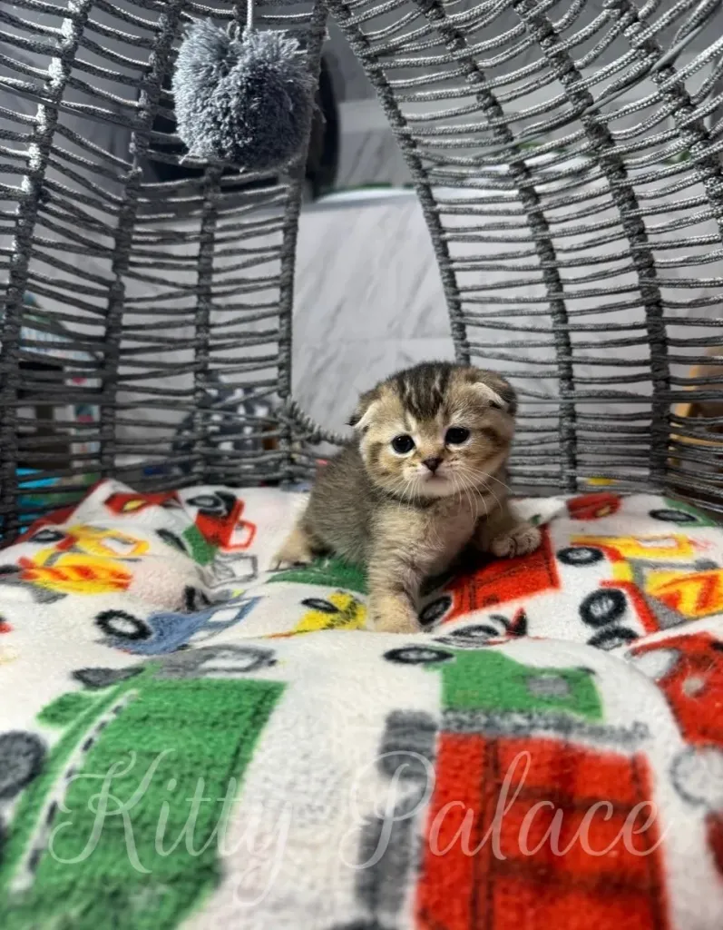 Cute golden chinchilla cat resting in a cozy setting on a colorful, patterned blanket within a cage