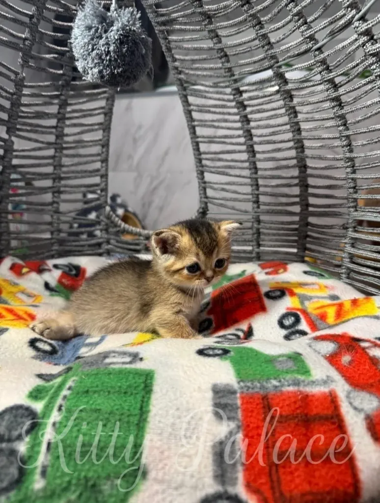Cute munchkin black golden kitten resting on a colorful blanket surrounded by a cozy environment, creating a warm and friendly atmosphere