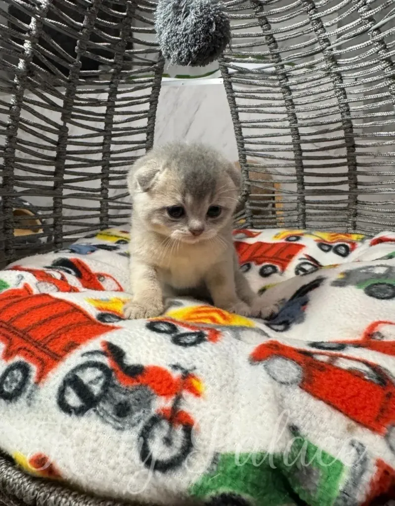 Cute blue golden scottish fold kitten seated on a colorful patterned blanket, inside a decorative hanging basket