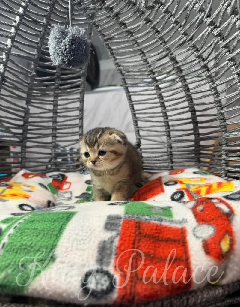 Cute chinchilla golden scottish fold kitten sitting in a basket with a patterned blanket. The fluffy pom-pom hanging adds playfulness