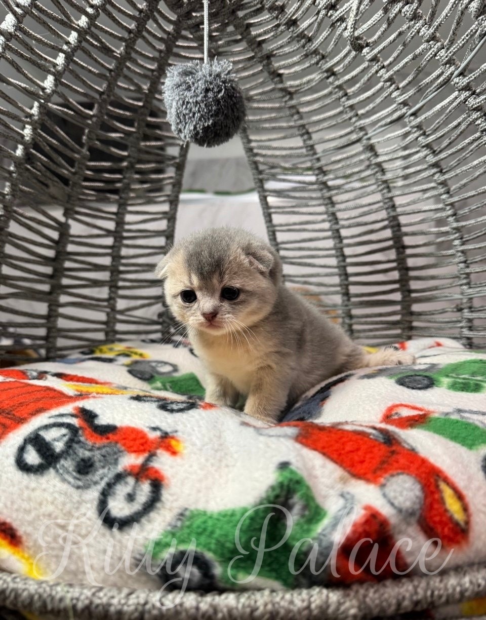 Cute blue golden scottish fold kitten sitting on a fluffy blanket in a wicker basket under a string toy pom, evoking feelings of warmth, comfort, and playfulness