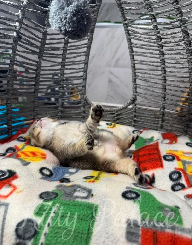 Cute little chinchilla golden scottish fold kitten lying contentedly in a decorative basket with a patterned blanket, evoking feelings of comfort and happiness