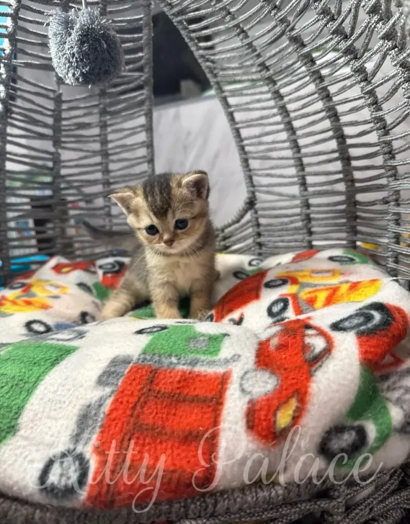 Cute little kitten sitting comfortably in a cozy woven basket, surrounded by a colorful patterned blanket