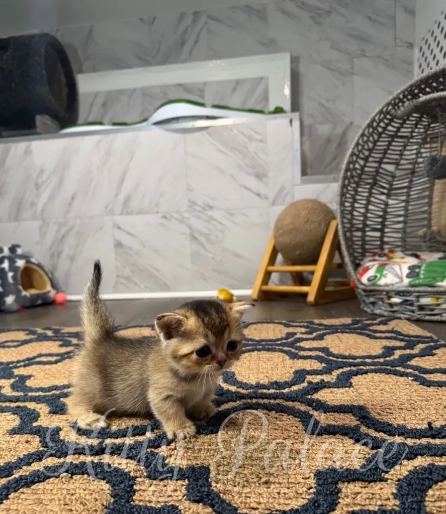 Cute small kitten on a patterned rug in a cozy room. The setting includes playful decor, soft furnishings, and a warm atmosphere for pets
