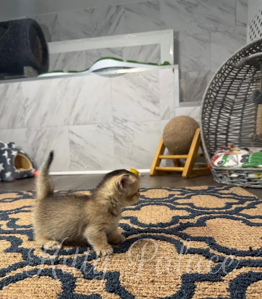 Cute young kitten walking indoors on a decorative carpet, beside pet furniture in a cozy environment