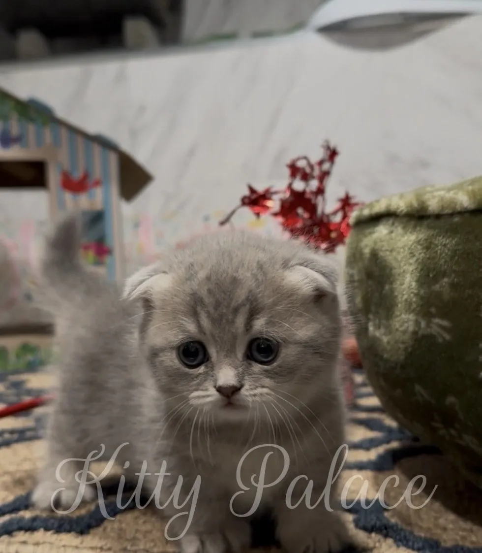 Fluffy Munchkin Fold kitten walking near a green bed and red decoration on a patterned rug