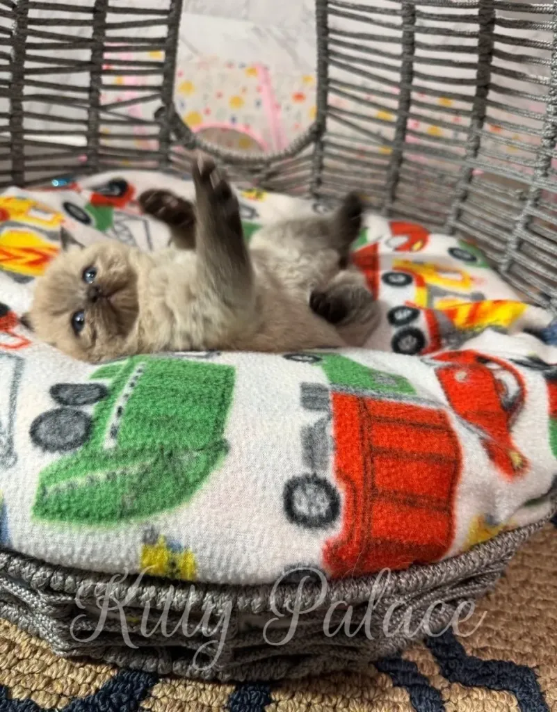 Fluffy kitten playfully lying on her back with dark paws raised toward the camera