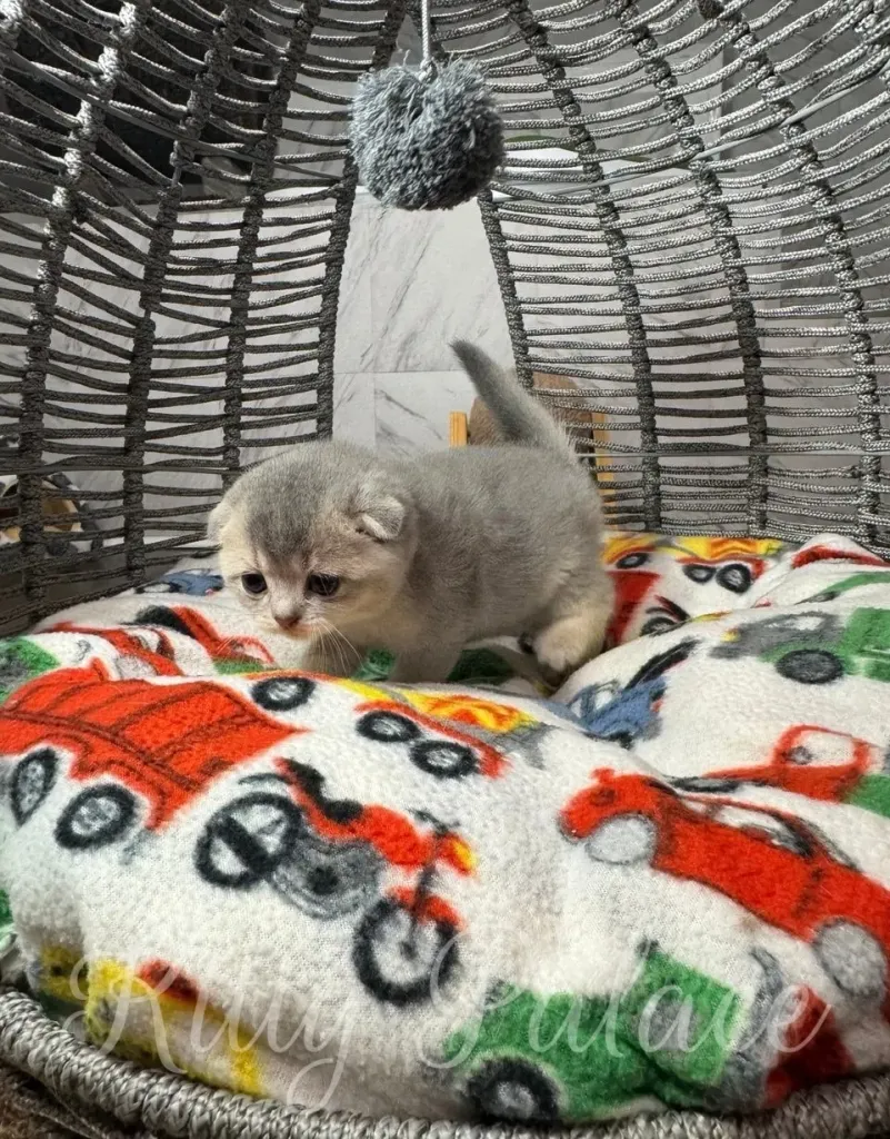 blue golden scottish fold kitten nestled on a colorful printed blanket within a cozy basket, playing with a cute hanging toy ball