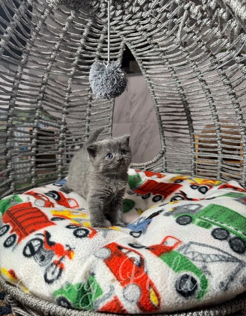 Gray kitten playing in a woven basket with a hanging toy and vibrant, patterned blanket