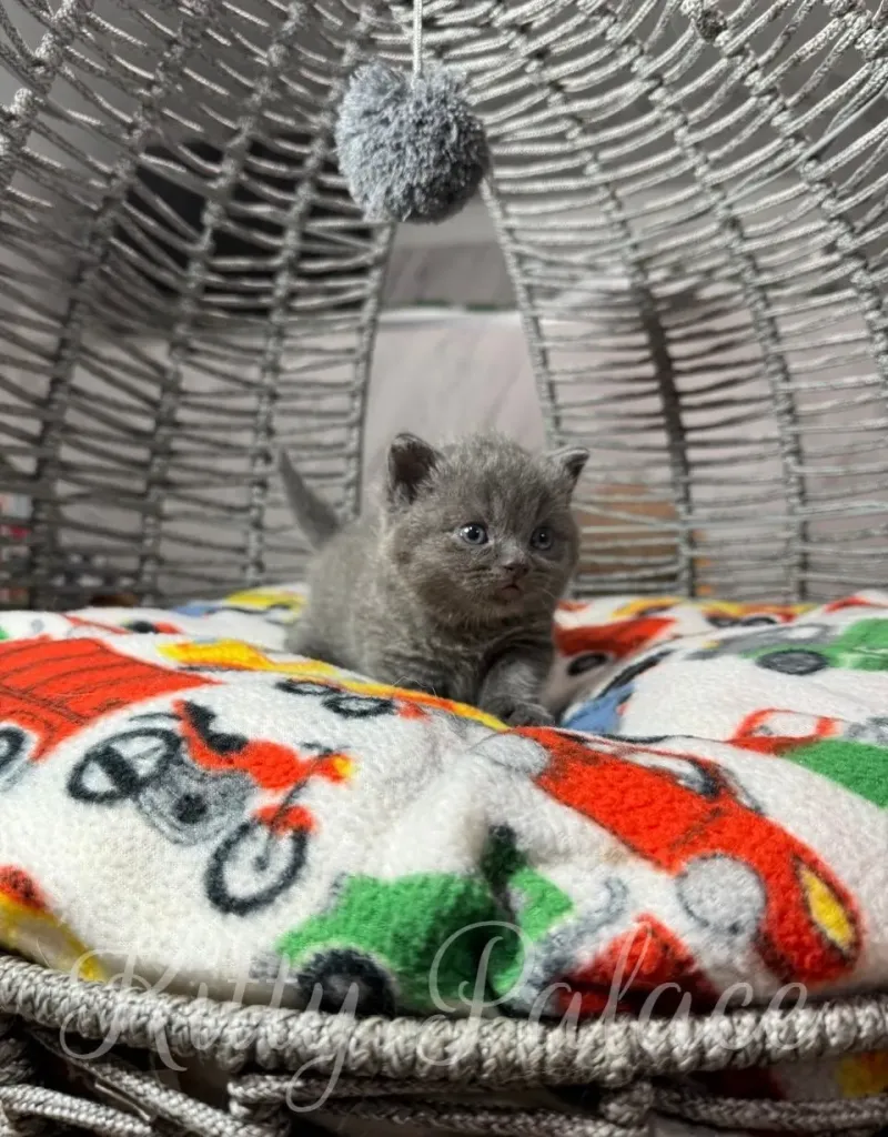 munchkin kitten quietly relaxes on a vibrant, playful blanket in a decorative metallic basket