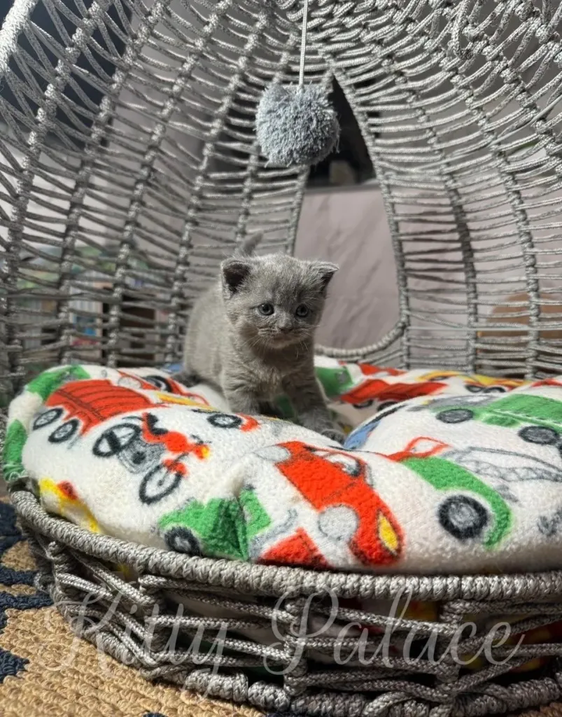 blue scottish straight kitten kitten sitting in a woven basket with a colorful printed blanket and a hanging toy, evoking warmth and cuteness