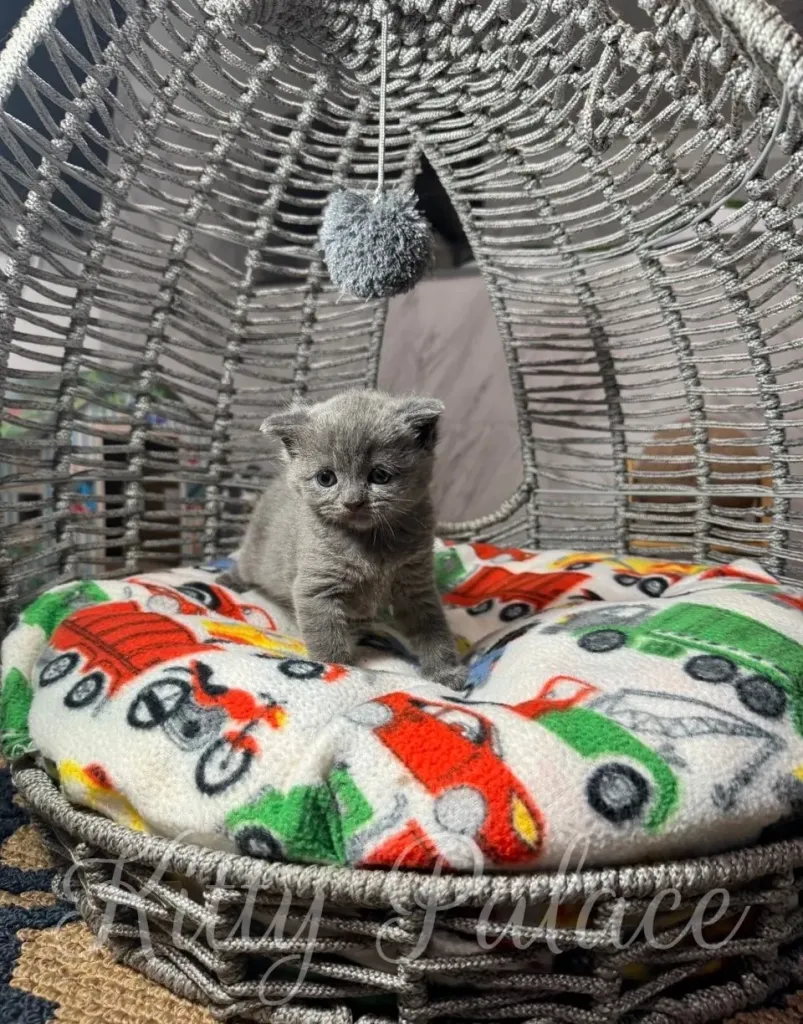 blue scottish straight kitten kitten sitting on a bright, patterned blanket in a woven basket, featuring a playful and cozy atmosphere