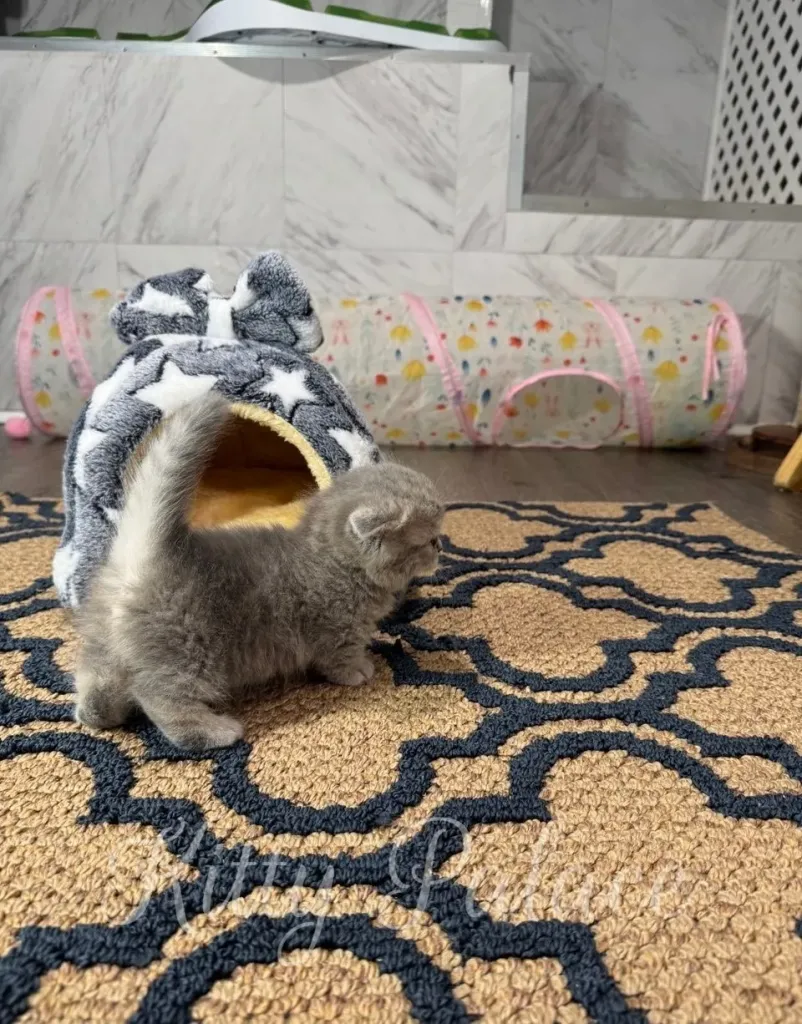 Kitten with a short tail walking past a soft pet bed, fluffy fur visible from behind
