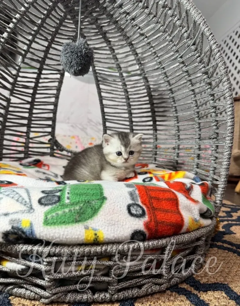 Little Scottish Straight girl Una rests calmly inside a grey wicker dome bed