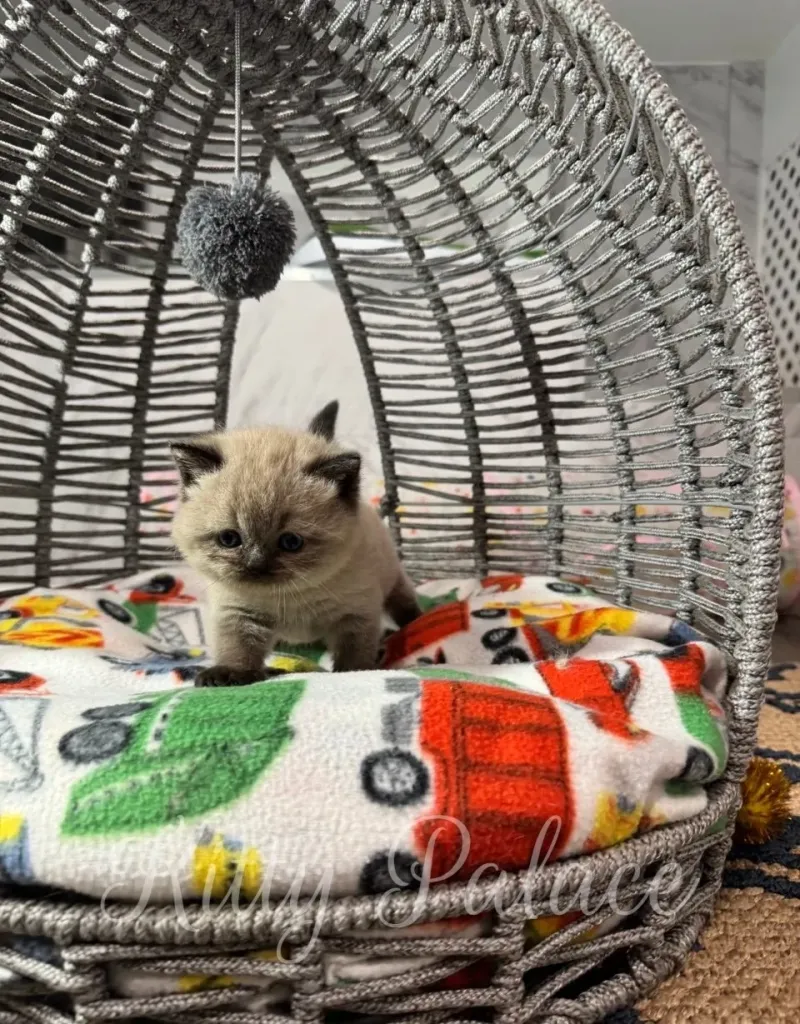 Little kitten sitting attentively under a gray pompom in a woven cat nest