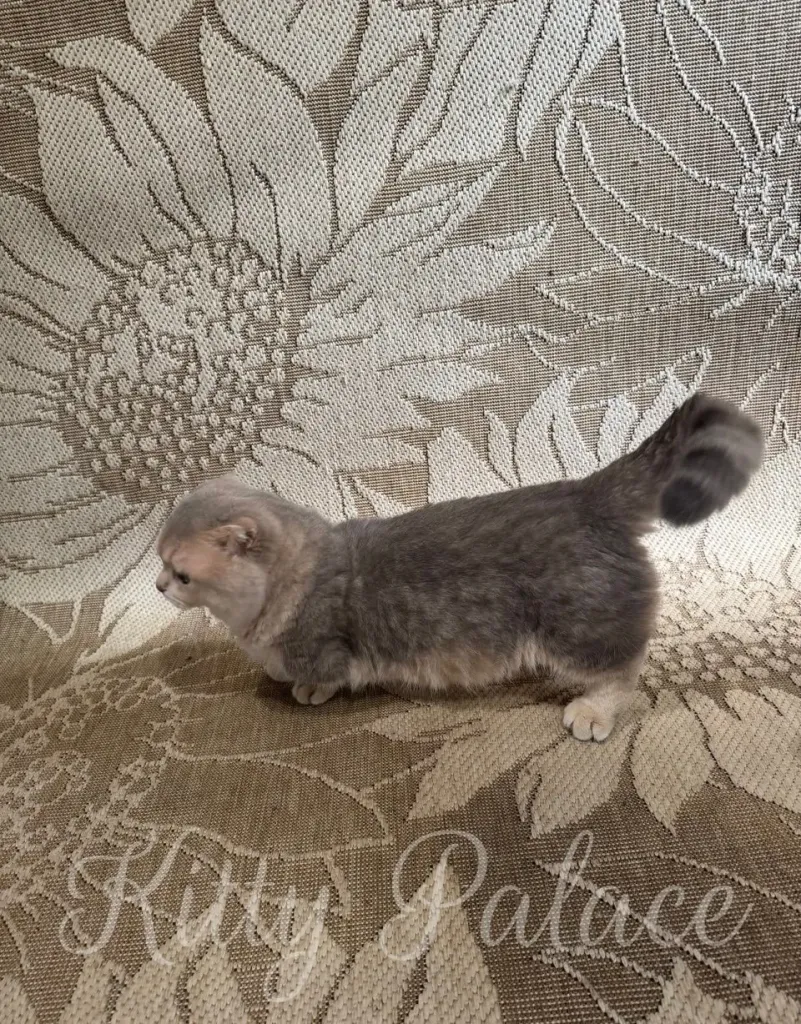 Lovely cat with short legs in a cozy setting, surrounded by intricate floral patterns creating a welcoming
