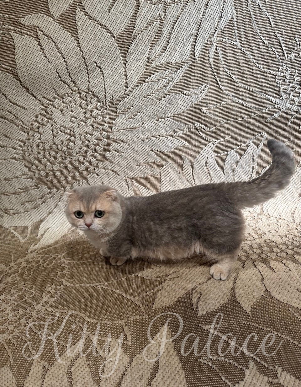 blue golden spotted munchkin cat standing on an artistic floral-textured fabric surface, showcasing its distinct rounded ears