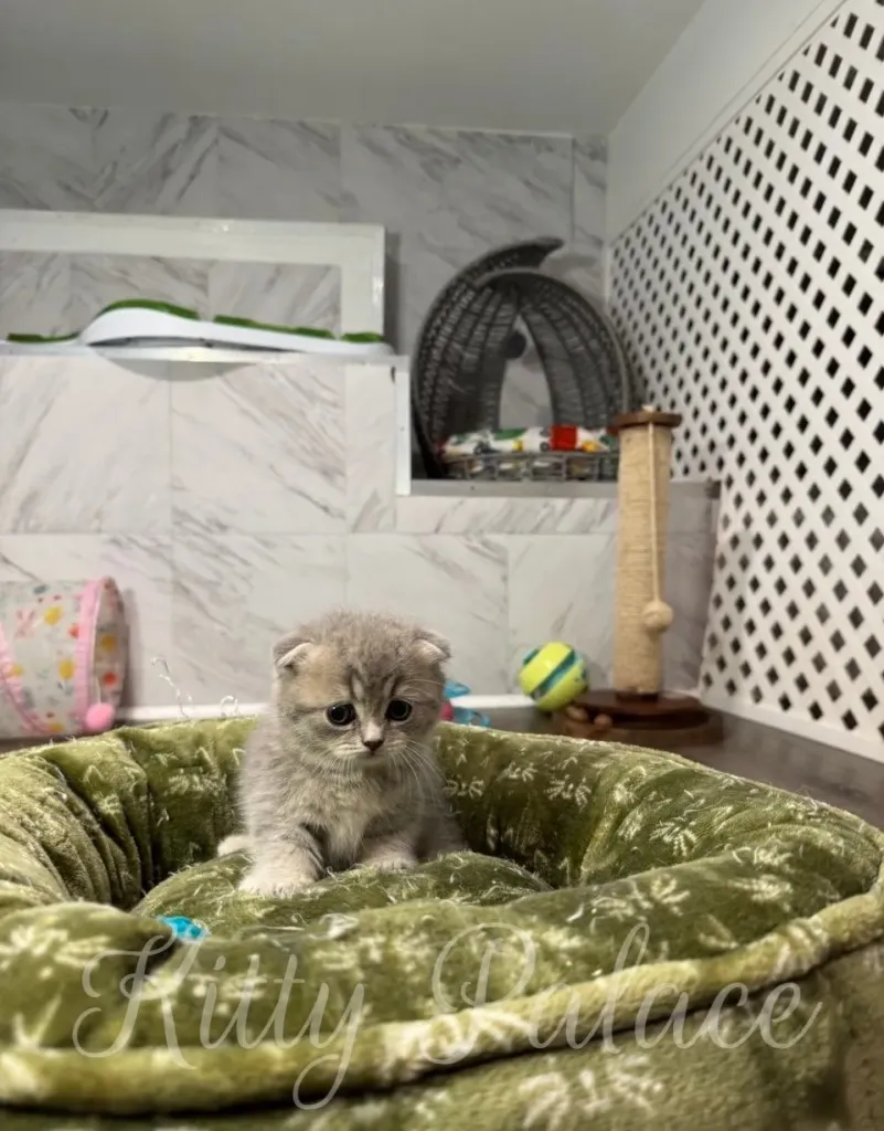 Munchkin Fold kitten sitting in a green plush bed, with toys and scratch post in the background