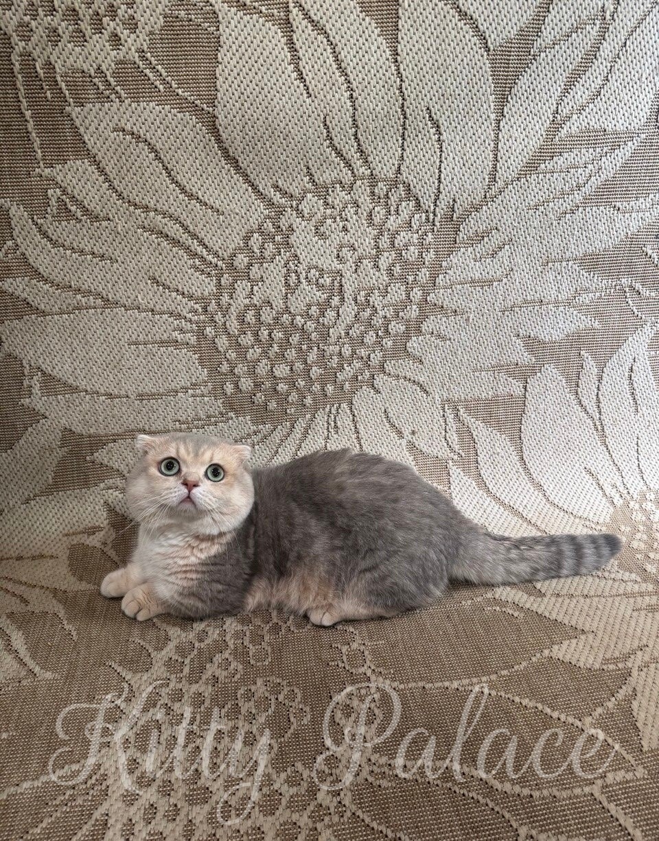 blue golden spotted munchkin cat posing gracefully on a beautifully woven sunflower-patterned textile, creating a cozy and warm