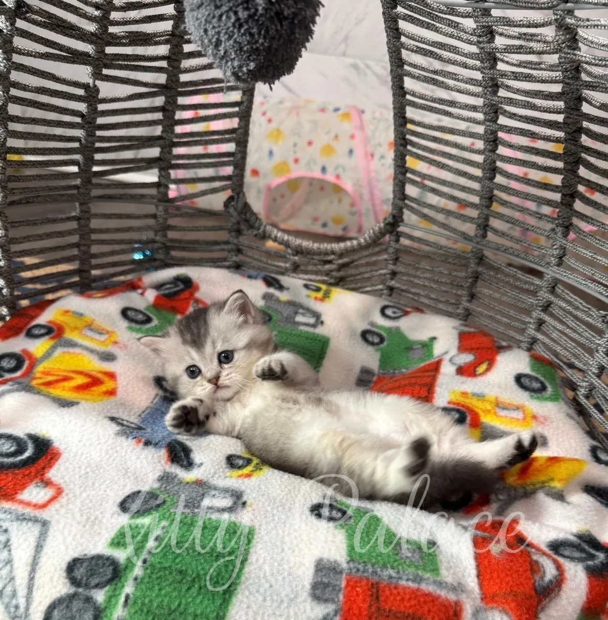 Playful black silver Scottish Straight kitten Una lies on a colorful blanket in a wicker nest chair.