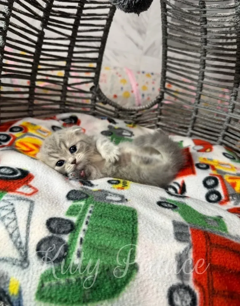 Playful folded-ear kitten lying on its back with paws up on a printed baby blanket