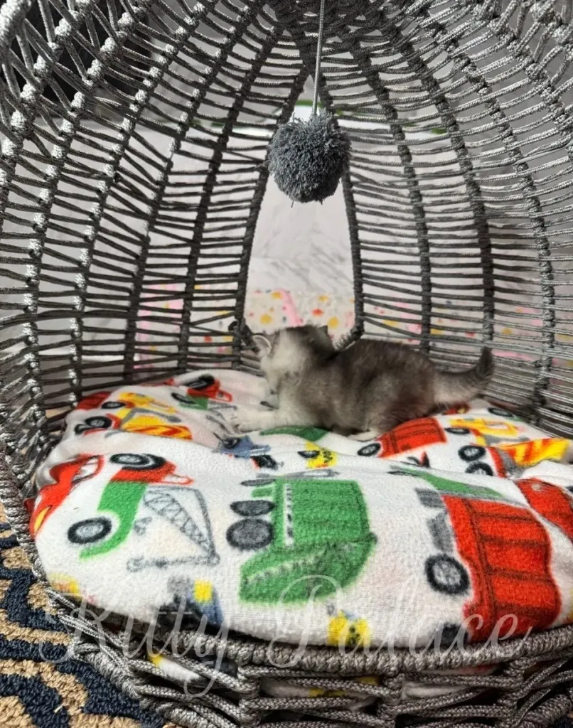 Relaxed kitten Una stretches on her back inside a basket bed, surrounded by colorful car prints