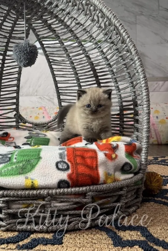 Scottish Straight female kitten with rare chocolate coloring looking directly at the camera