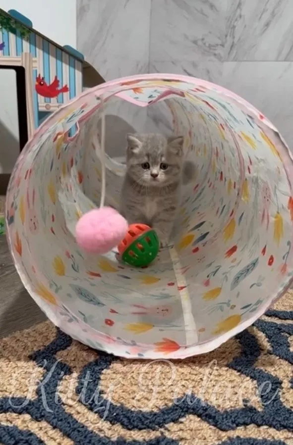 Scottish Straight kitten playing inside a pastel tunnel toy with hanging balls