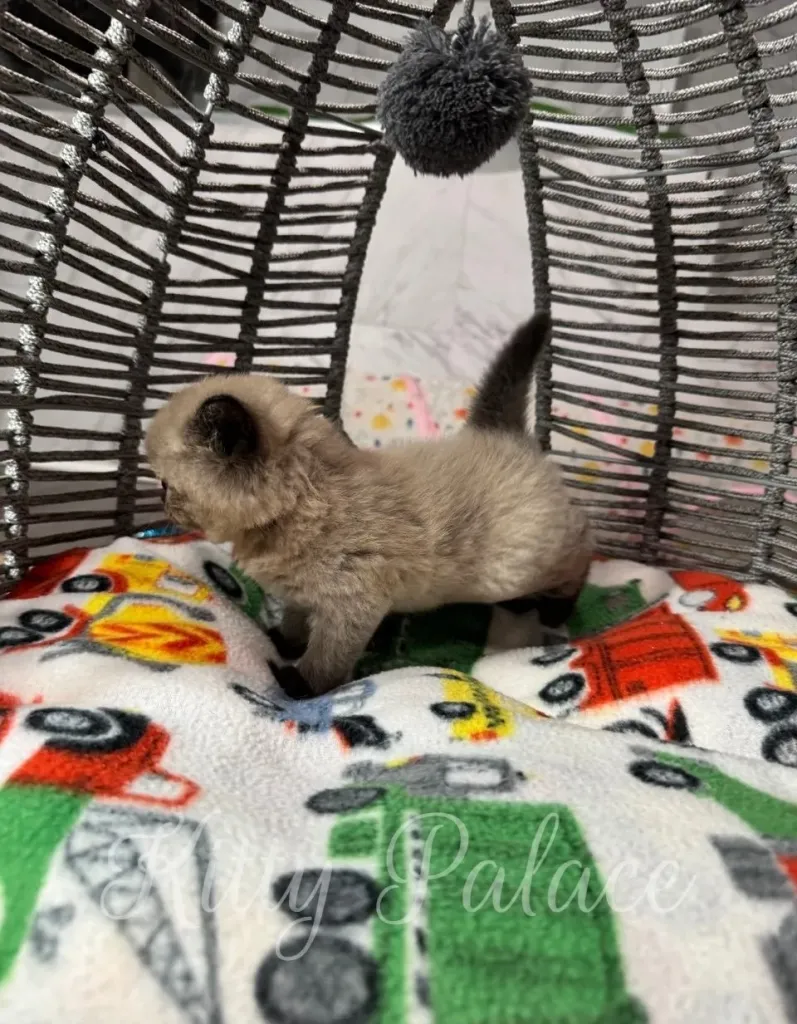 Side profile of a chocolate point Scottish Straight exploring her soft printed bedding