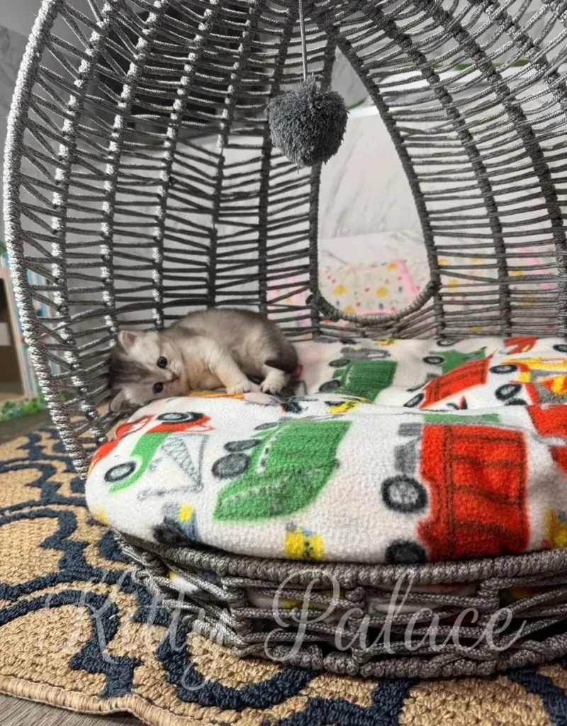 Sweet-faced Una, a black silver Scottish Straight kitten, peeks out from her nest