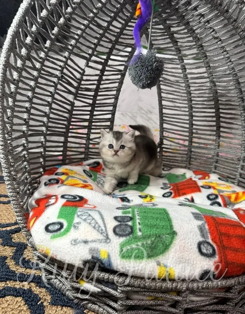 Tiny Scottish Straight kitten Una plays with a hanging pompom in a cozy wicker dome
