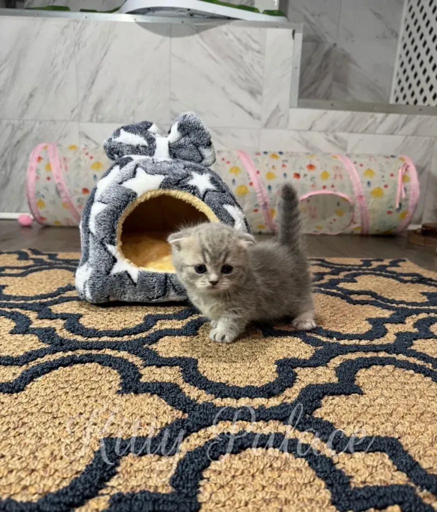 Tiny folded-ear kitten walking on a beige and navy rug near a star-patterned plush house