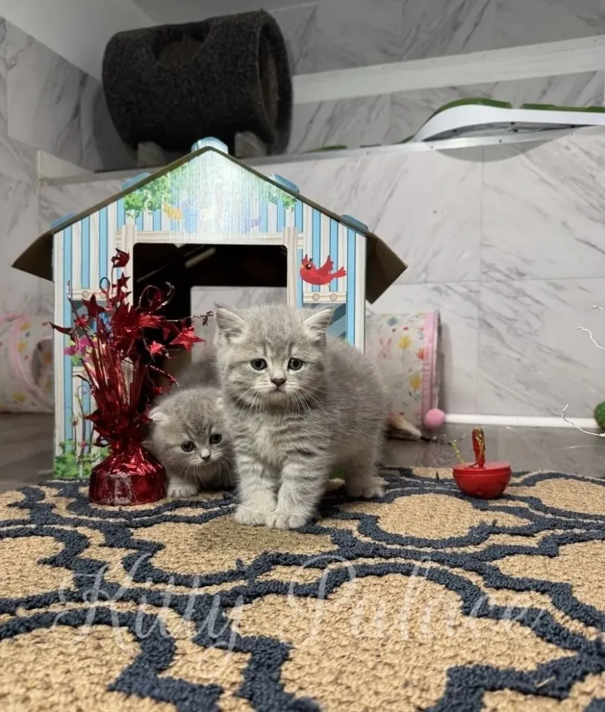 Two Scottish Straight kittens with plush fur near a colorful cardboard house on a patterned rug