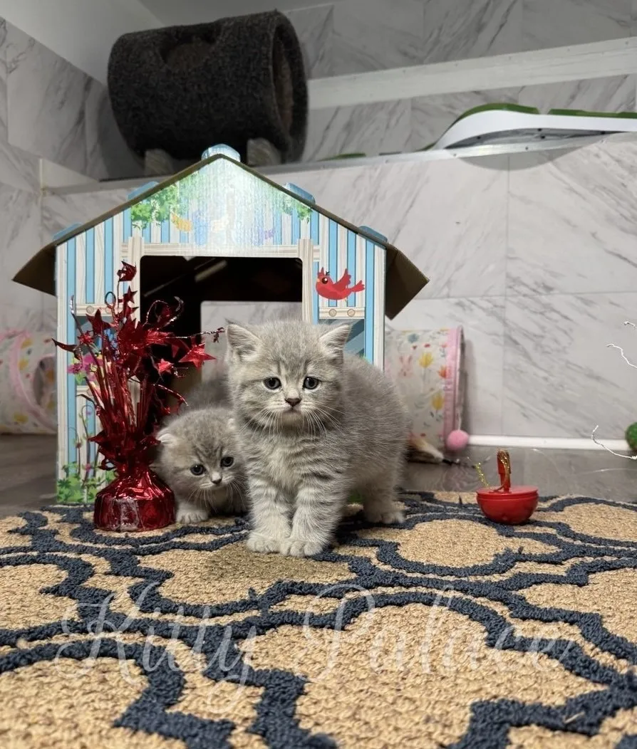 Two Scottish Straight kittens with plush fur near a colorful cardboard house on a patterned rug