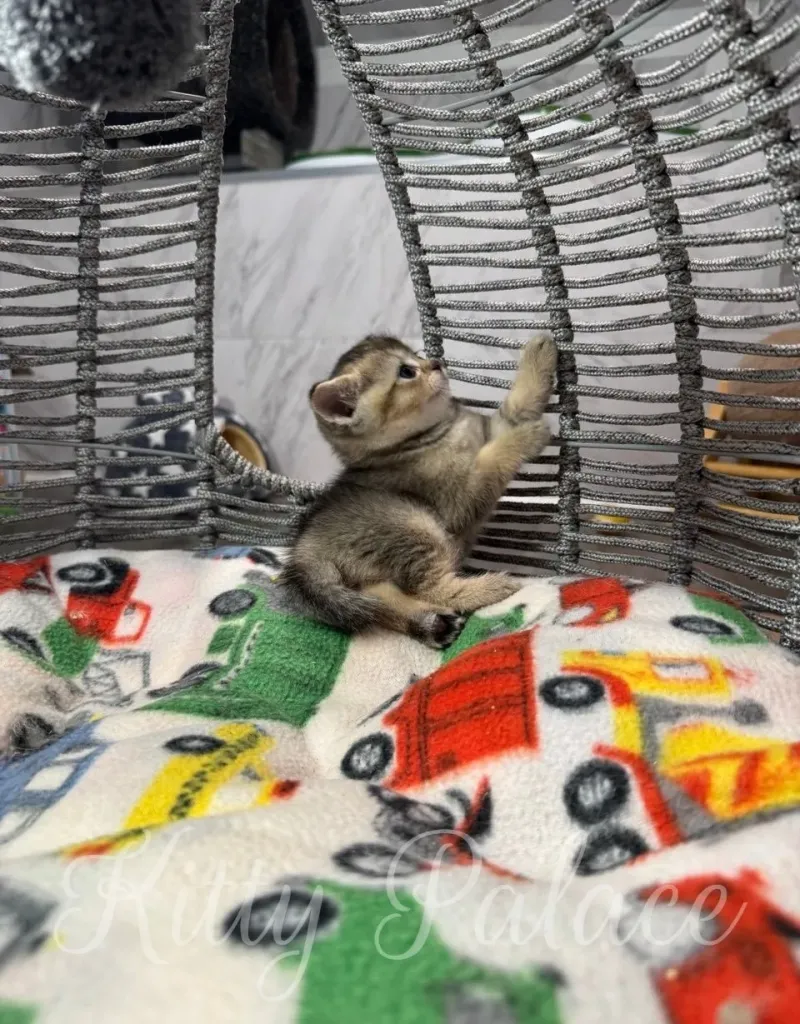 Young kitten curiously explores its surroundings while sitting on a blanket adorned with vehicle patterns