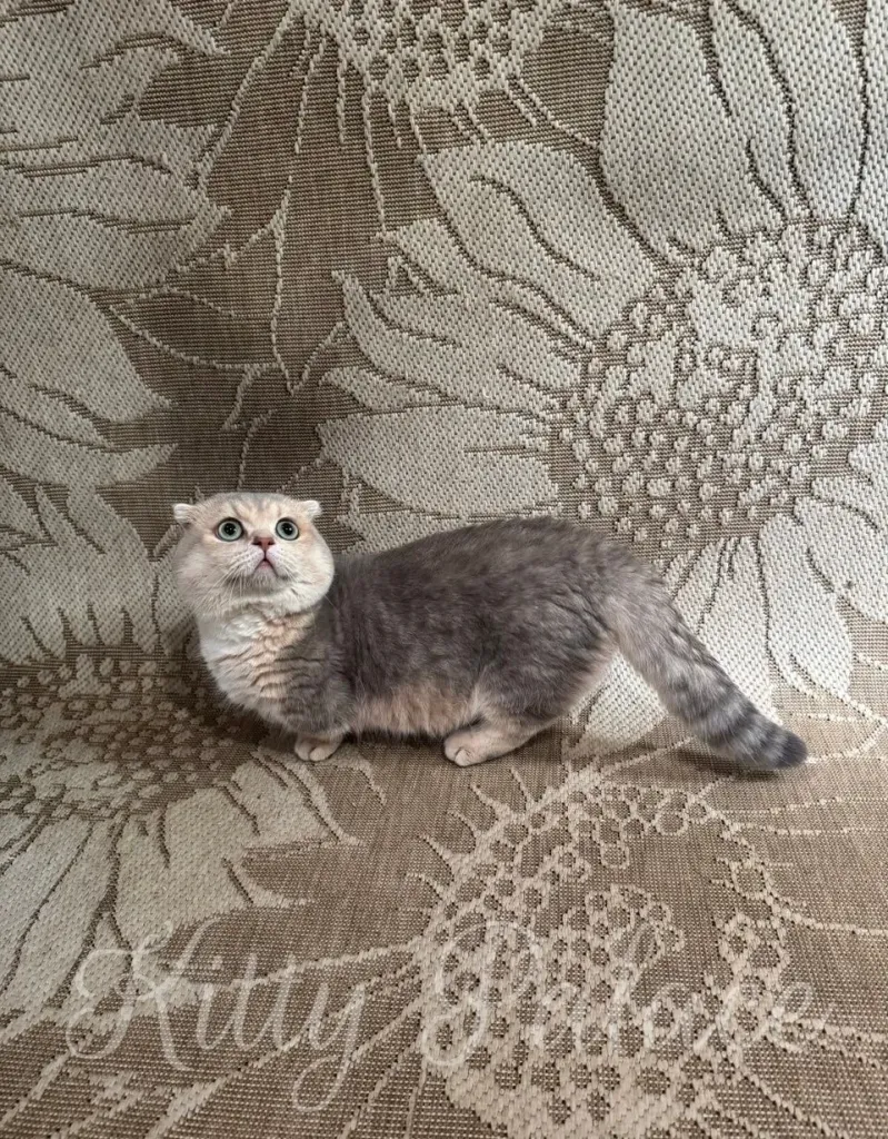Cute, fluffy cat sits on a floral patterned fabric background, exuding charm and tranquility
