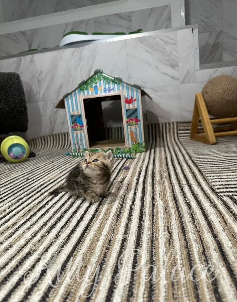 A charming kitten rests on a striped rug in a playful and comfortable room filled with pet toys and a miniature wooden house