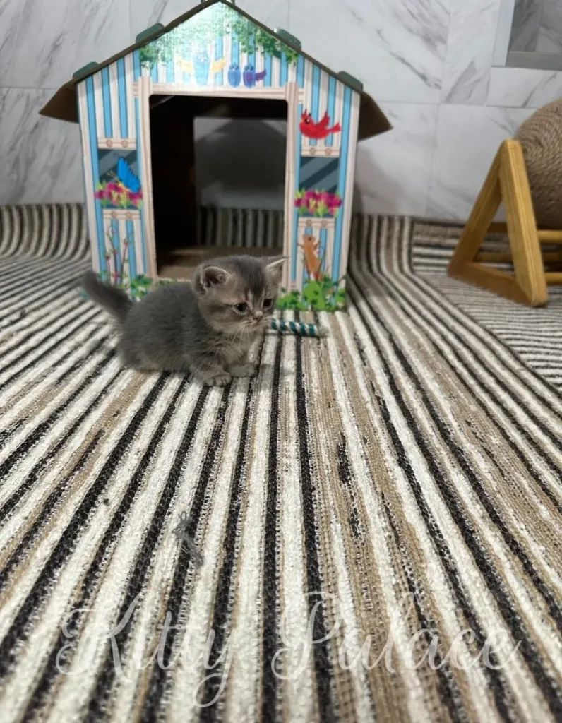 A charming scene featuring a munchkin chinchilla kitten sitting on a stripe-patterned rug beside a colorful toy house
