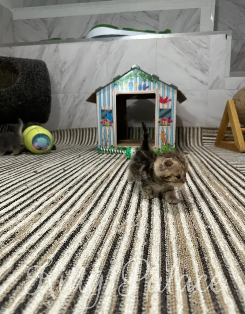 A charming scene featuring a tiny kitten walking across a striped carpet in a dedicated play nook surrounded by toys