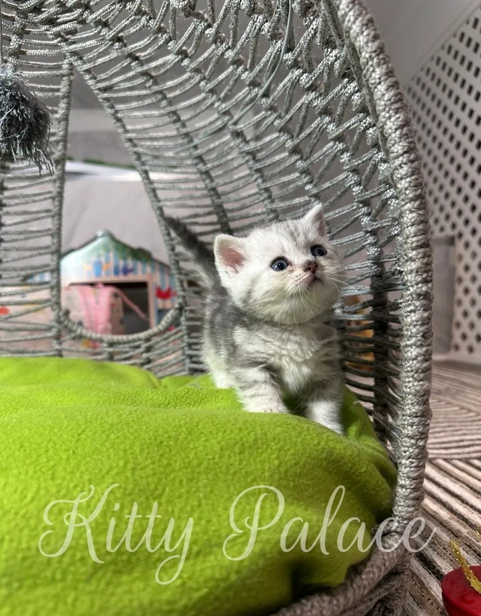 A close-up of a cute silver tabby kitten sitting in a woven basket bed with a green cushion