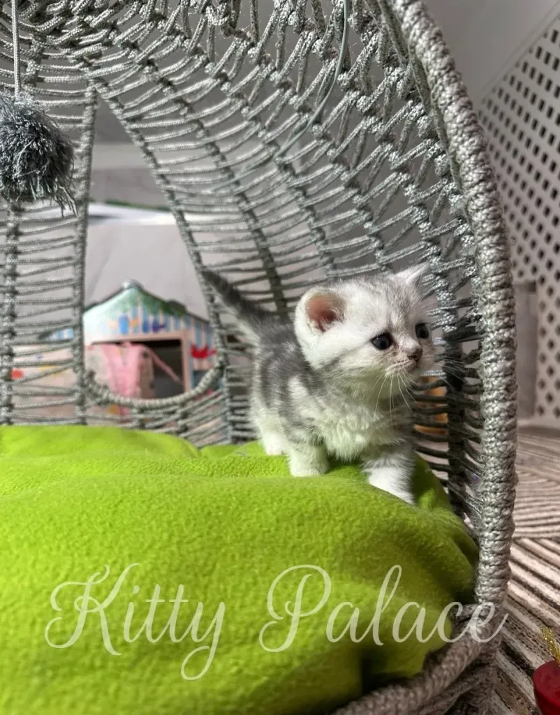A cute Black silver marble kitten exploring a cozy wicker basket with a cushion