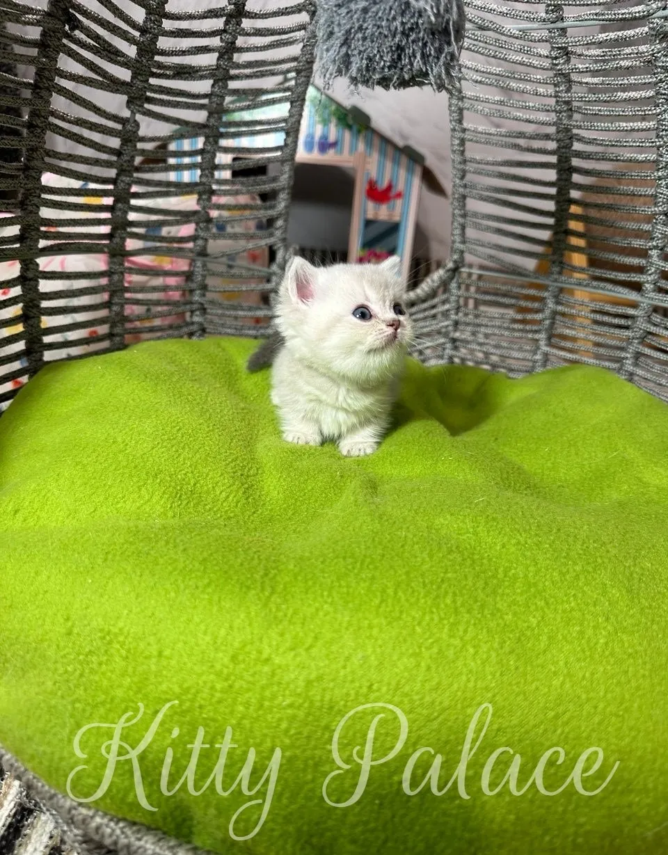 A cute, fluffy kitten sits on a soft, bright green cushion. The kitten is inside of a unique cat bed made of woven material. The kitten looks upwards
