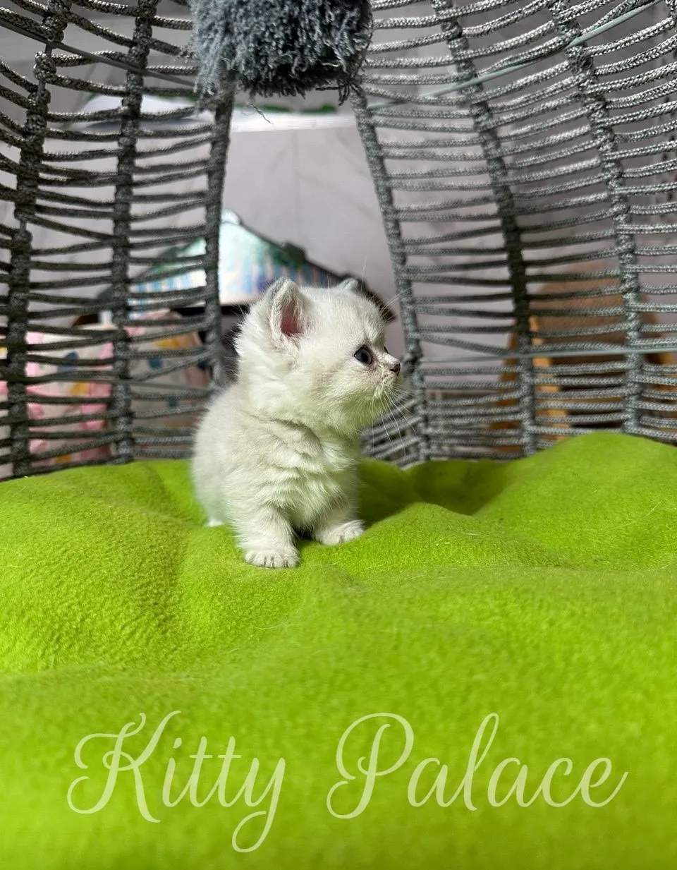 A cute, fluffy munchkin lilac kitten sits peacefully on a vibrant green blanket inside a decorative cat bed, looking content.
