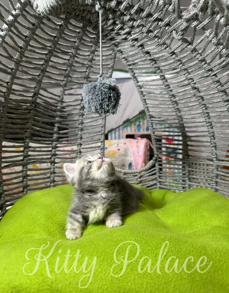 A cute gray and white kitten lies on a green cushion inside a woven cat bed, fixated on a dangling toy