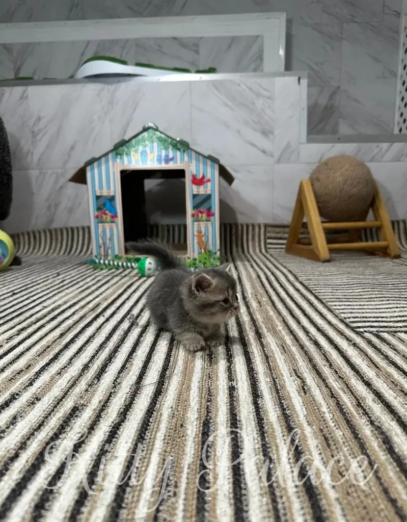 A cute gray kitten exploring a striped rug next to a decorative house and a wooden toy, inside a cozy room