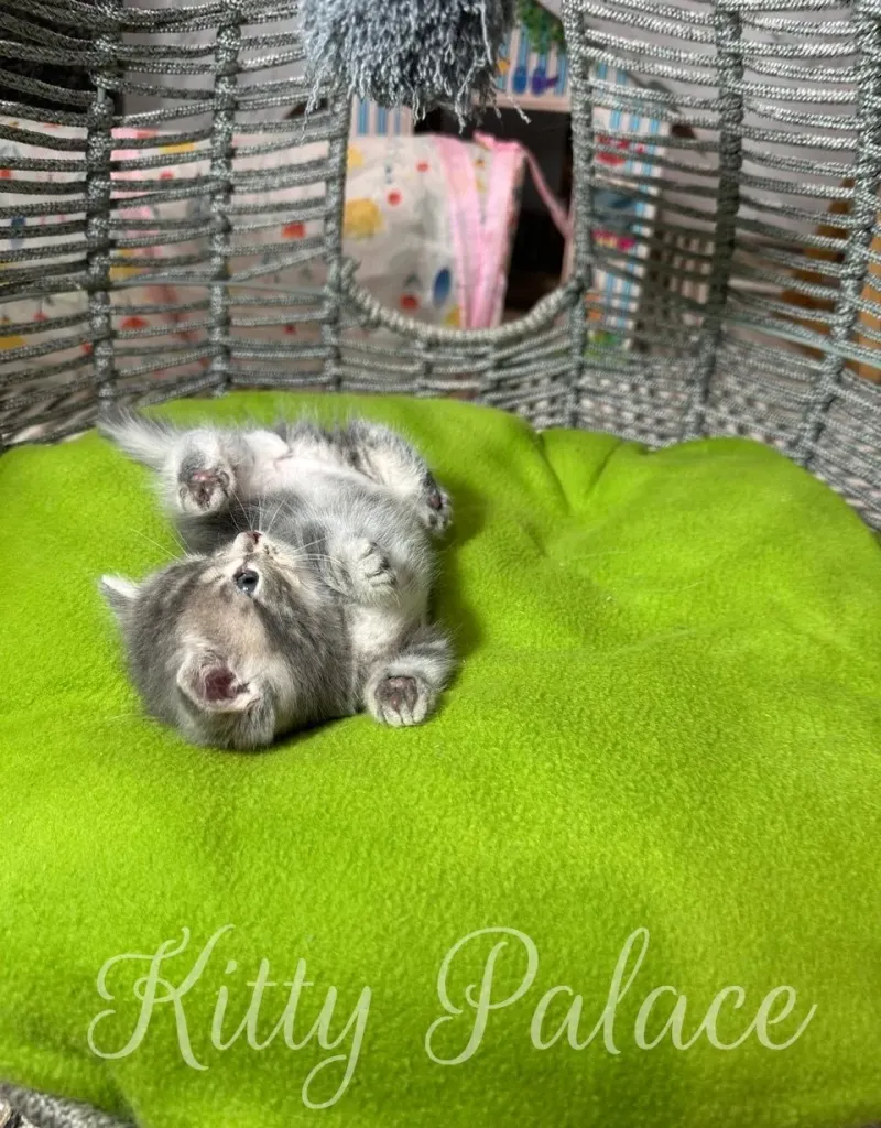 A cute, munchkin blue golden chinchilla kitten relaxes on a vibrant green cushion inside a decorative enclosure. The cat is lying on its back, looking upwards playfully