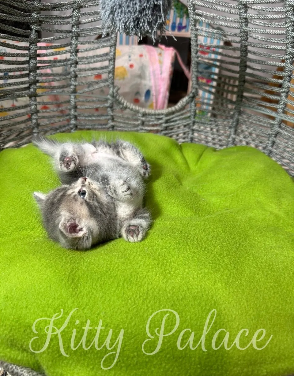 A cute, munchkin blue golden chinchilla kitten relaxes on a vibrant green cushion inside a decorative enclosure. The cat is lying on its back, looking upwards playfully